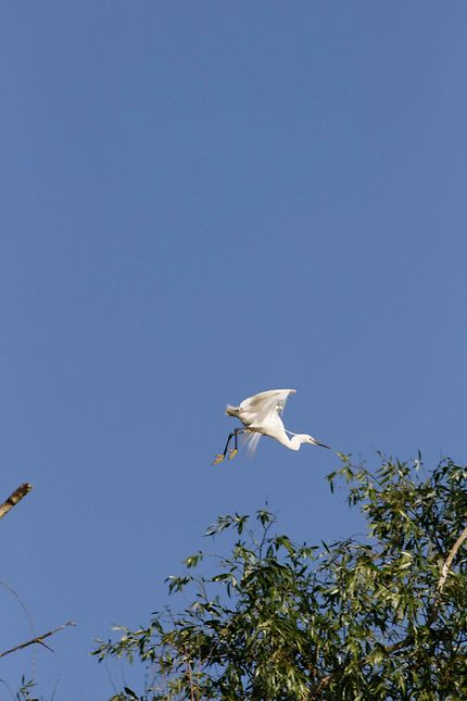 Oiseau dans le Delta du Danube
