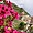 Manarola fleurie
