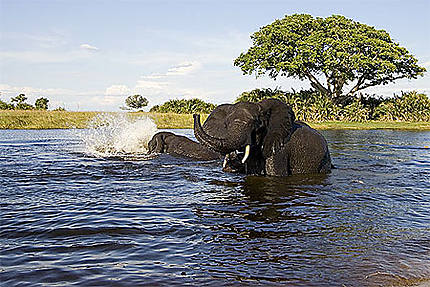Eléphants au bain dans l'Okavango