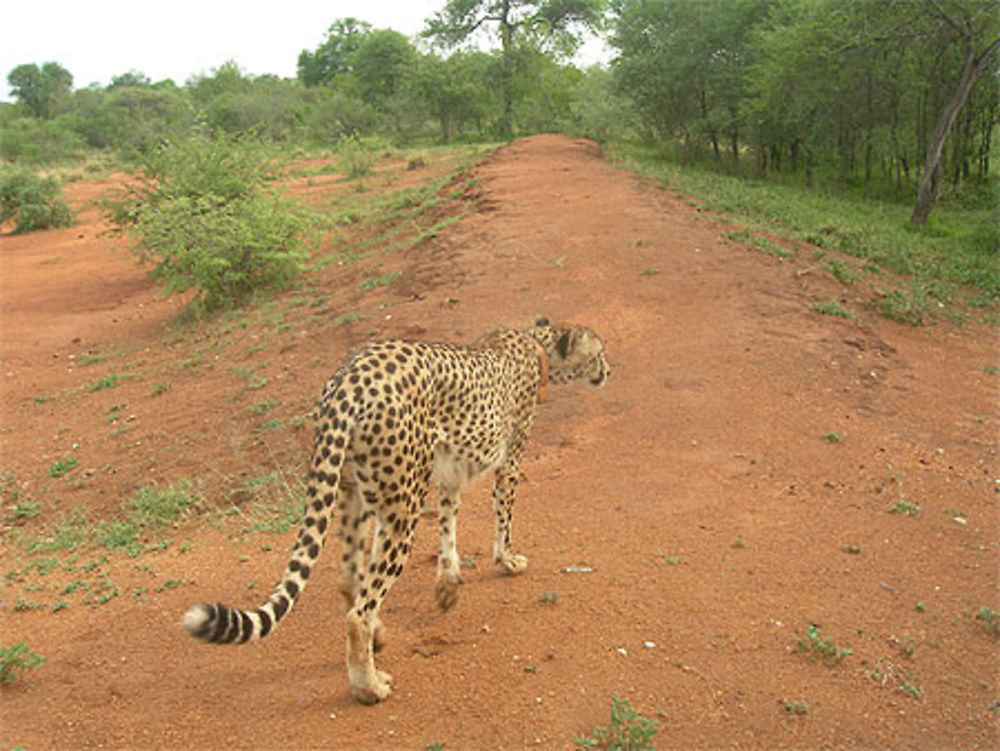 Guépard à Tshukudu