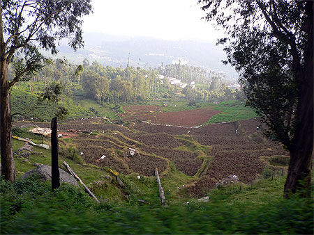 Les Nilgiri Hills