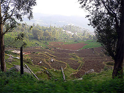 Les Nilgiri Hills