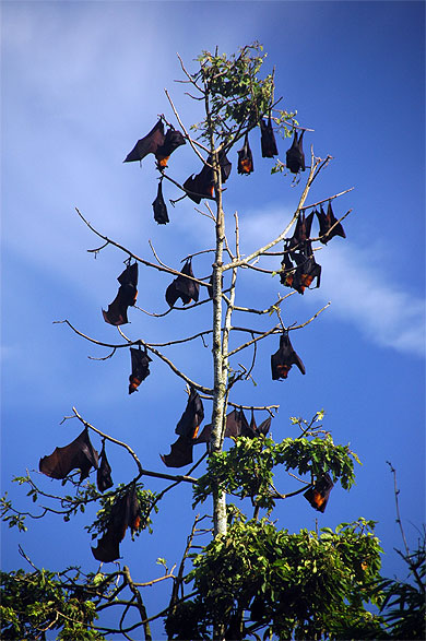 Chauves-souris à la pagode Chùa Doi Chauves-souris à la pagode Chùa Doi
