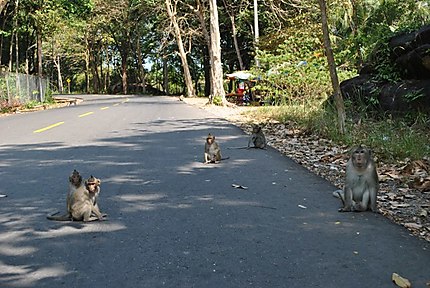 Monkeys in the streets 