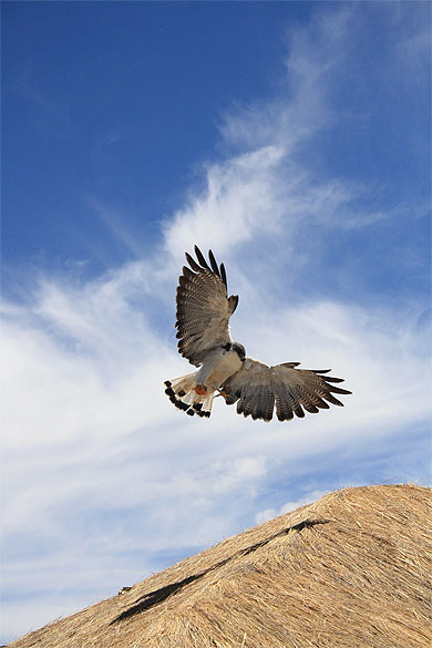 Canyon de Colca Canyon de Colca