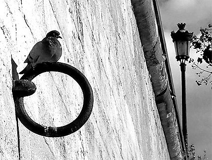 Le pigeon du quai d' Orléans