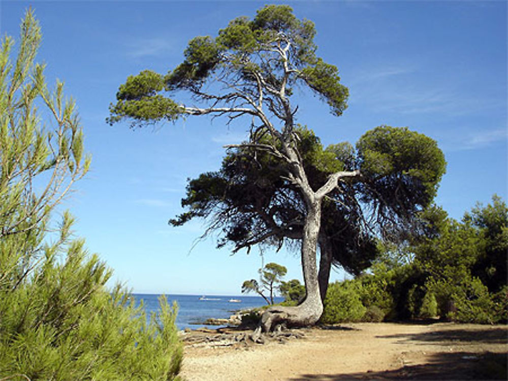 Ile Sainte Marguerite