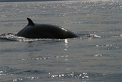 Les baleines de Tadoussac
