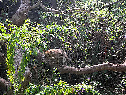 Bébé léopard à Tshukudu