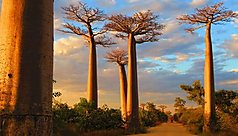 Madagascar : &icirc;le aux tr&eacute;sors naturels