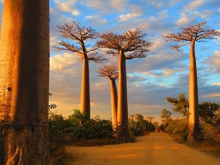 Madagascar : île aux trésors naturels