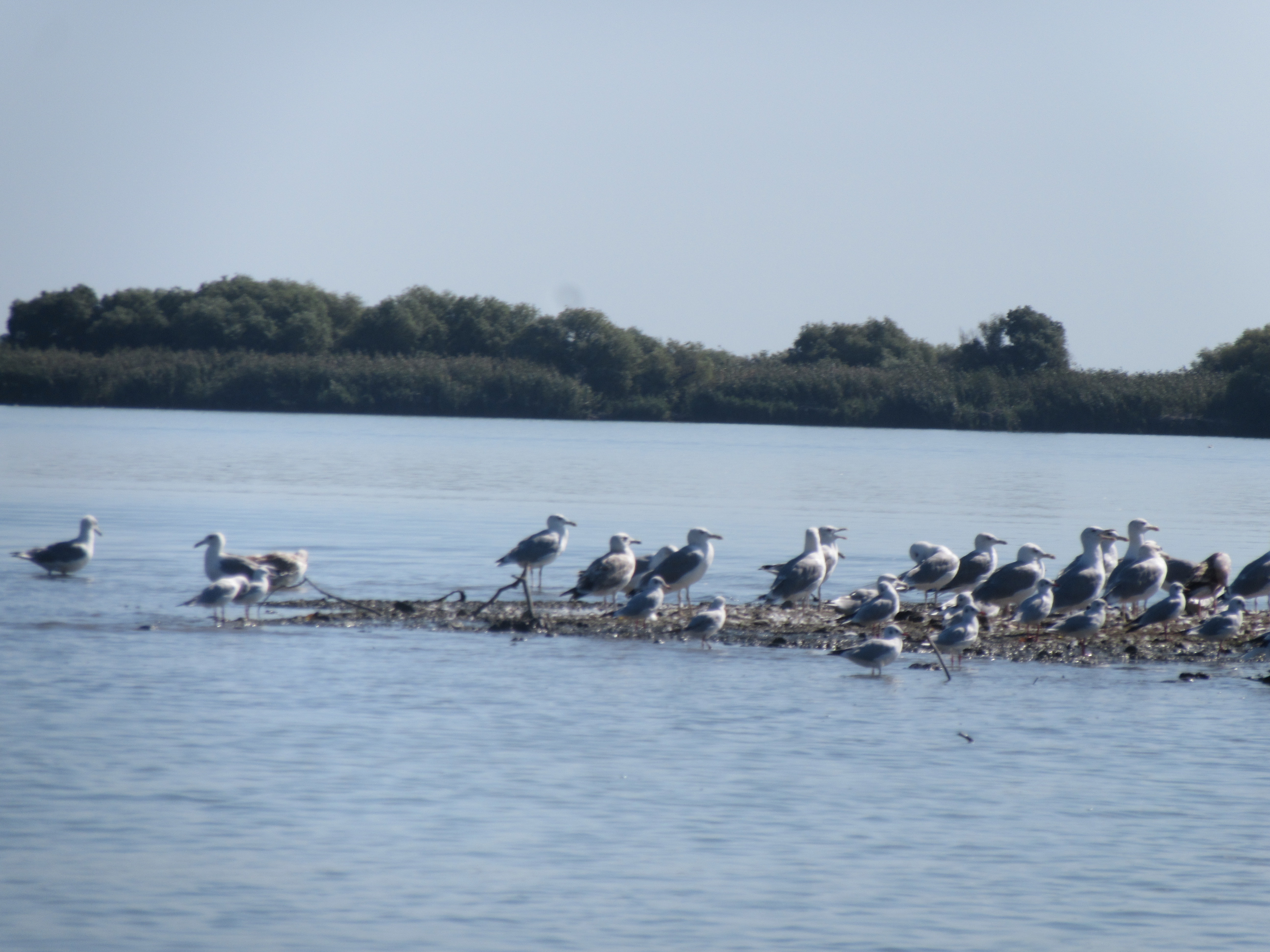 Paradis des oiseaux dans le Delta du Danube Paradis des oiseaux dans le Delta du Danube