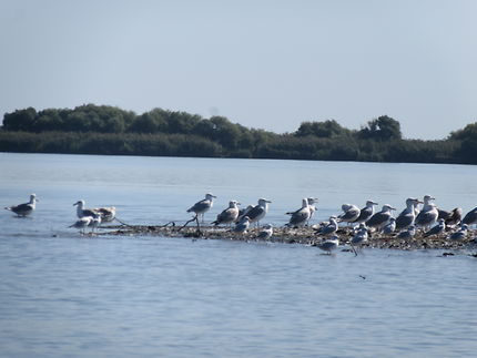 Paradis des oiseaux dans le Delta du Danube