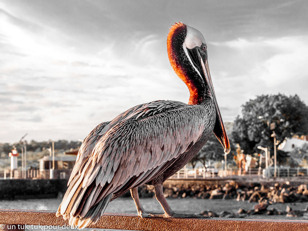 Pélican des Galápagos