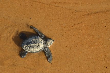 Bébé tortue plage de Montjoly
