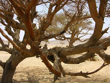 Désert Wadi Araba