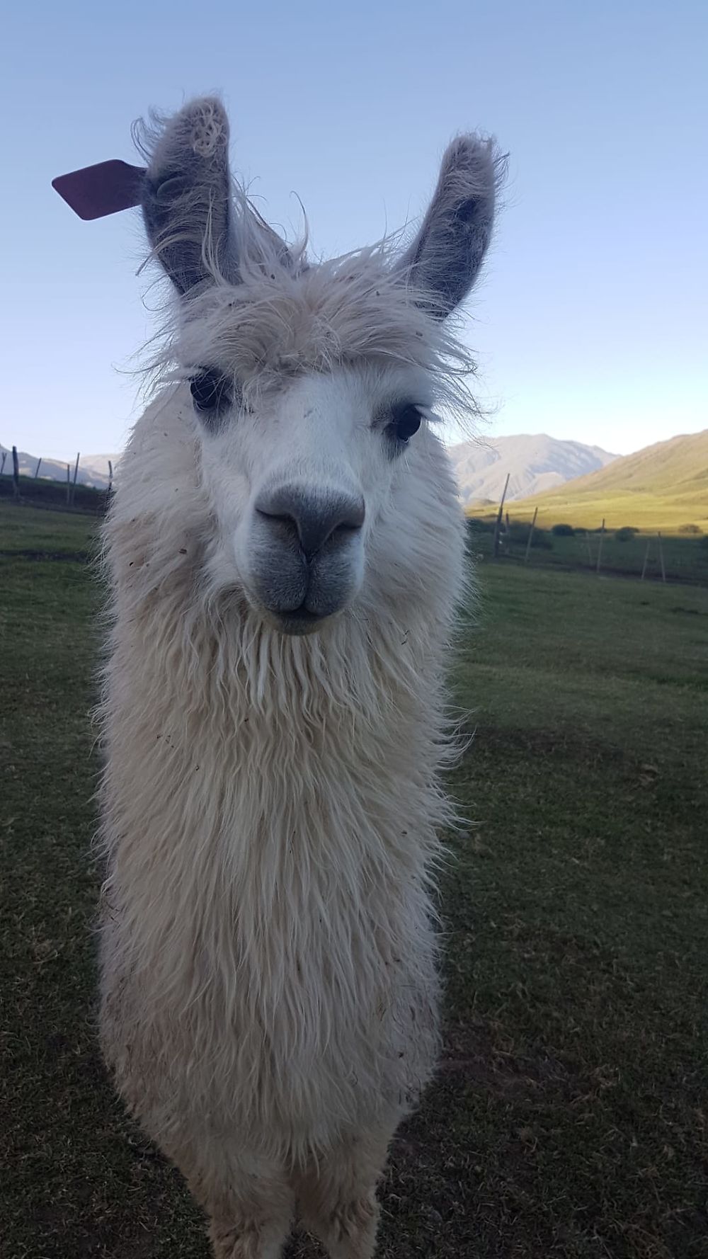 Lama