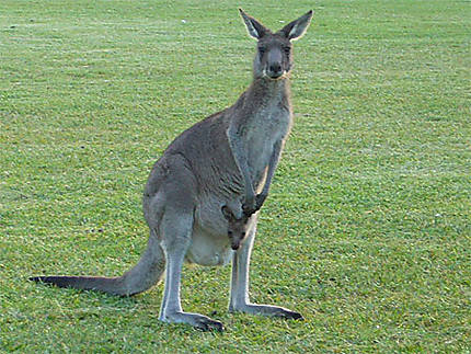 Maman kangourou et son petit