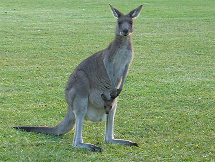 New South Wales (Nouvelle-Galles du Sud) - filoux2006