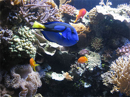 Monde aquatique du Pacifique Monde aquatique du Pacifique