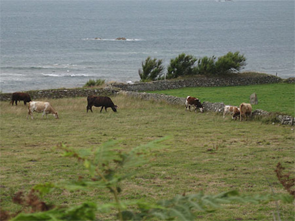 Typique Cotentin