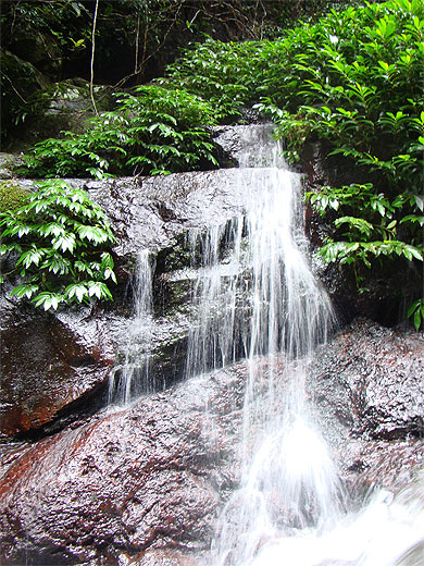 Cascade d'eau en pleine forêt Cascade d'eau en pleine forêt
