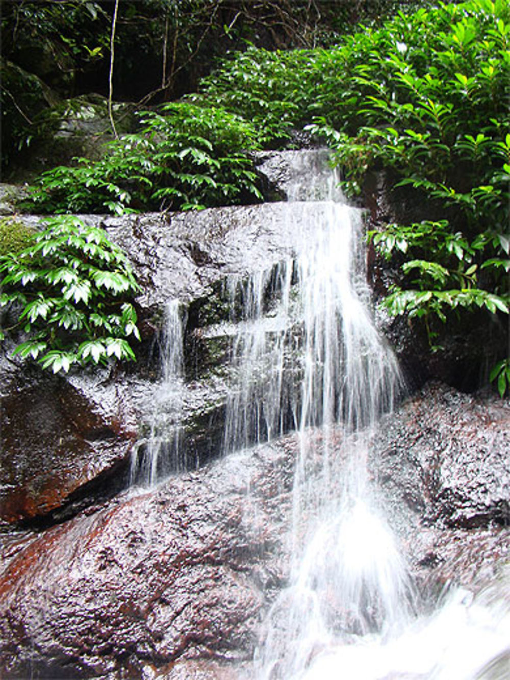 Cascade d'eau en pleine forêt