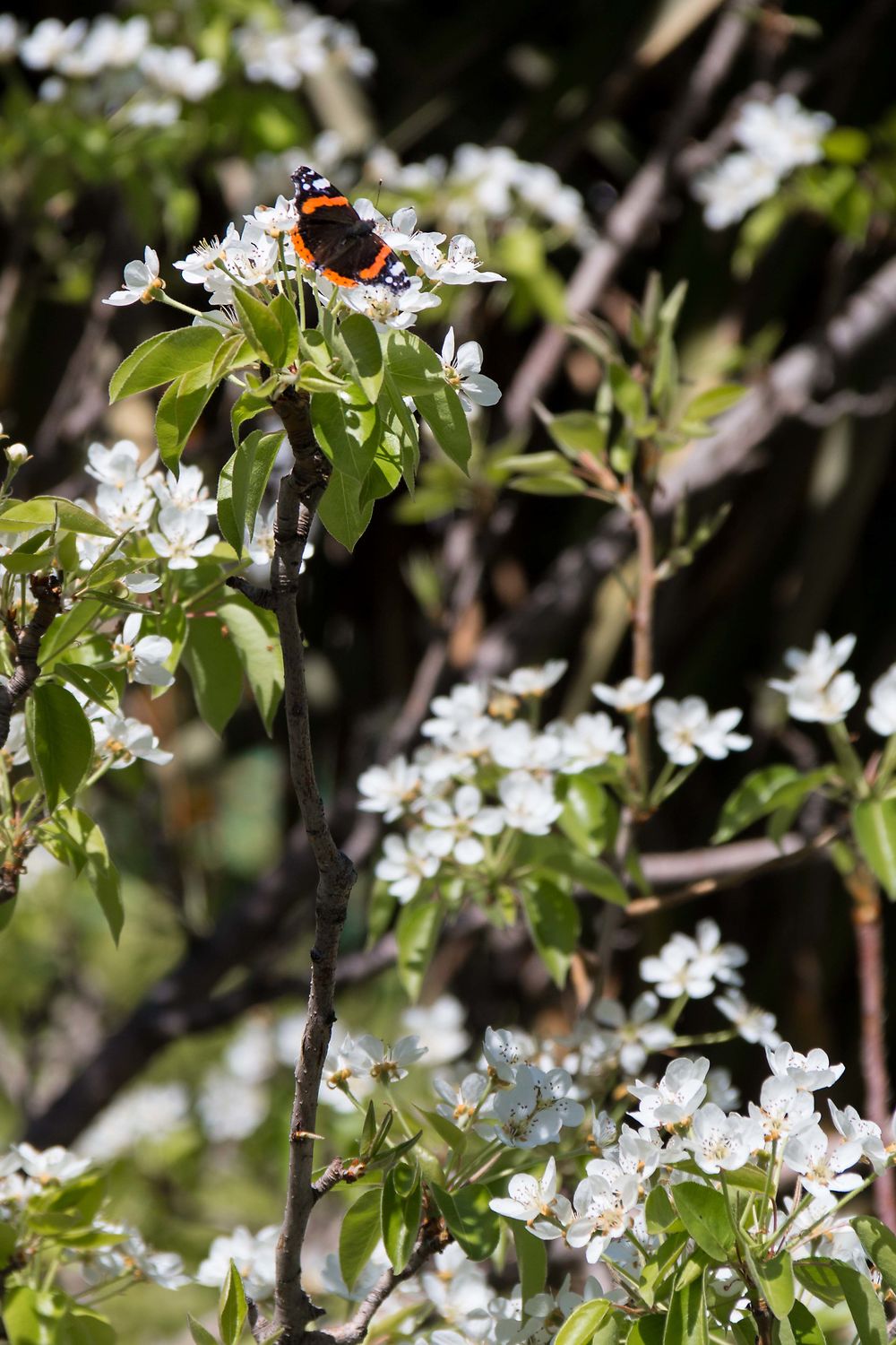 Musée du Batha... un papillon dans le jardin