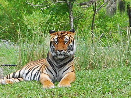 Tigre d'animal Kingdom