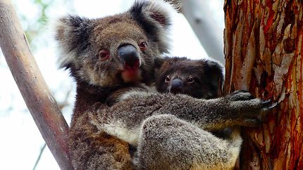 Maman Koala et son petit 