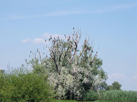 Parc de KOPACKI RIT : arbres aux cormorans Parc de KOPACKI RIT : arbres aux cormorans