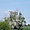 Parc de KOPACKI RIT : arbres aux cormorans