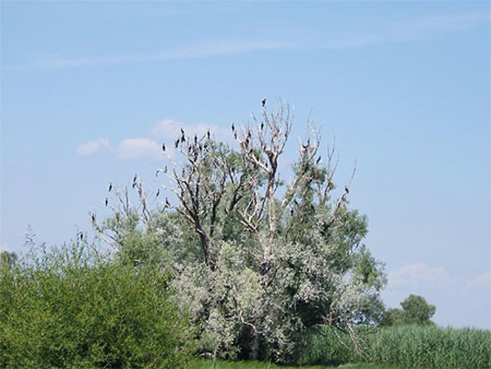 Parc de KOPACKI RIT : arbres aux cormorans