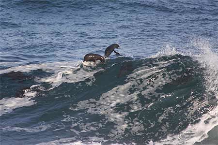 Otaries surfant dans les vagues