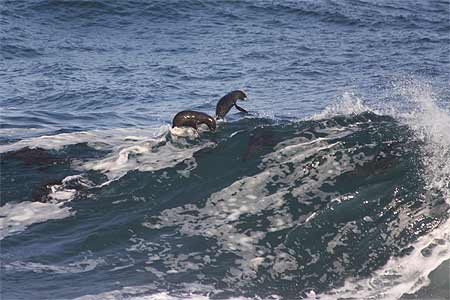 Otaries surfant dans les vagues Otaries surfant dans les vagues