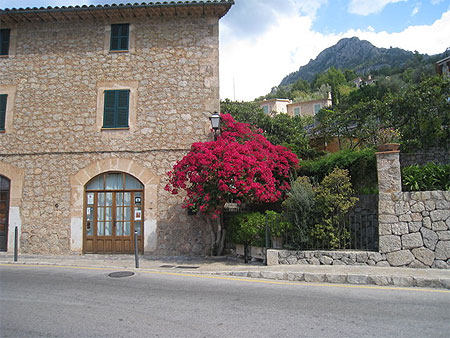 Bougainvillier à Deia Bougainvillier à Deia