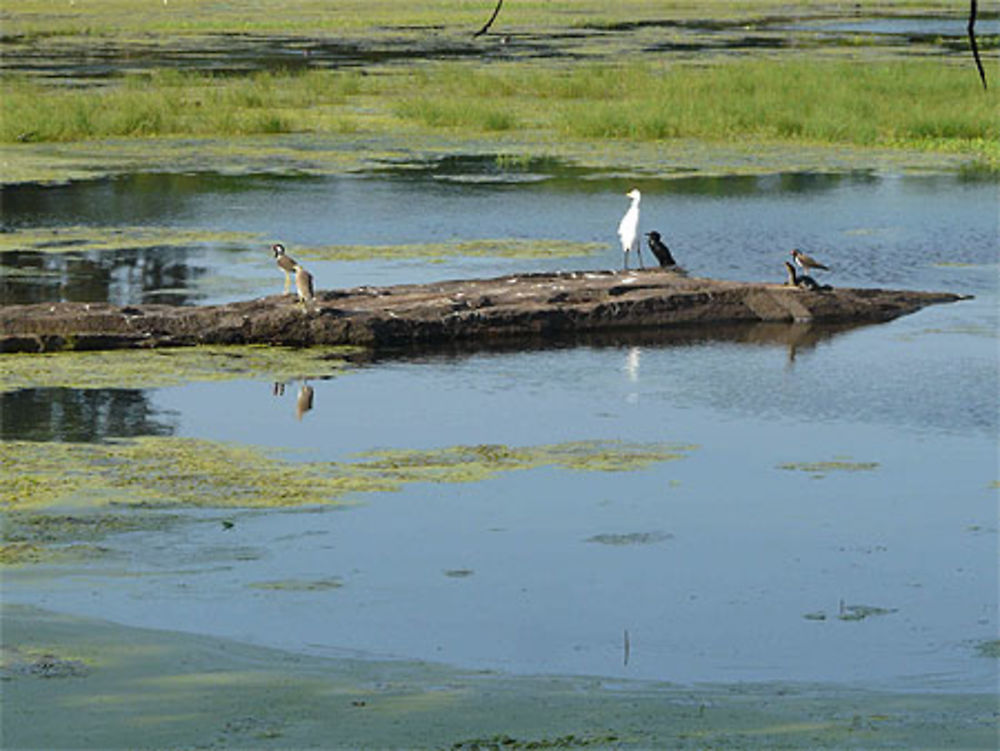 L'île aux oiseaux et tortue