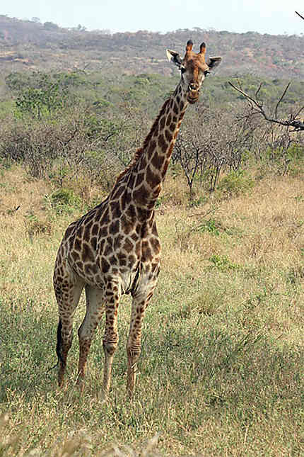 Belle girafe