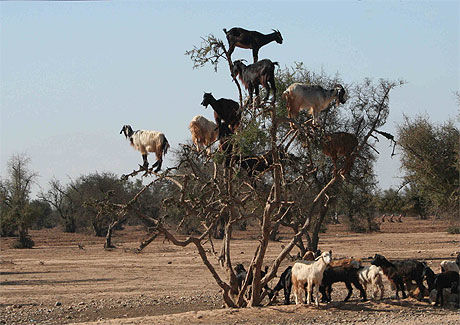 L'arbre à chèvres