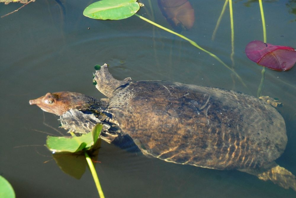 Tortue à long nez