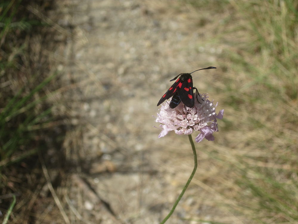 Papillon