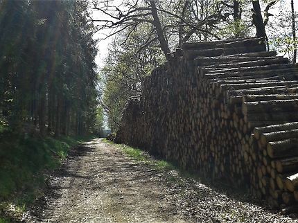 Chemin forestier, Saint-Merd-la-Breuille