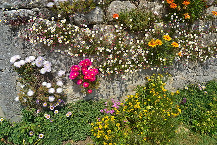 Les murs fleuris de Pont-Croix, village fleuri