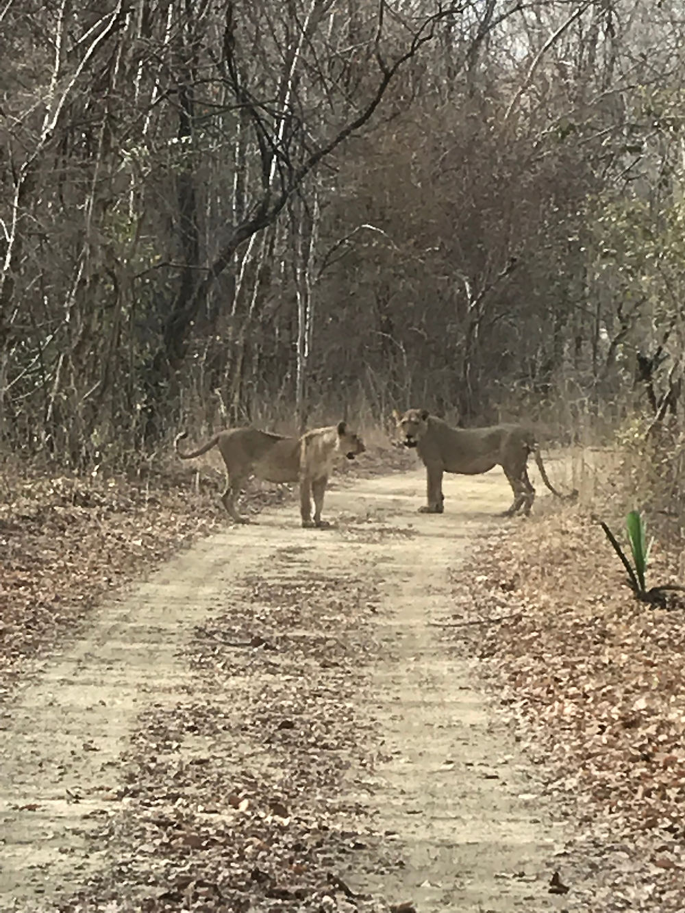 Rencontre avec les lions au parc du Niokolo Koba