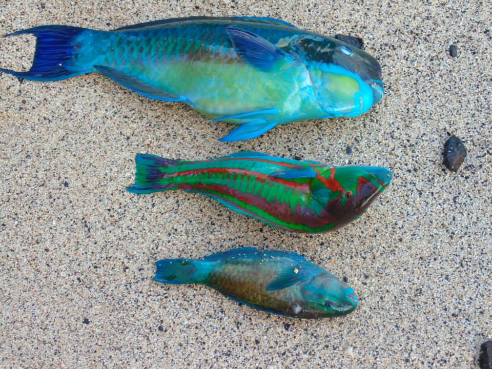 Bonne pêche Bonne pêche