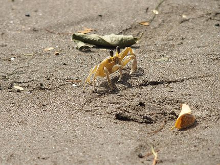 Petit crabe en sortie