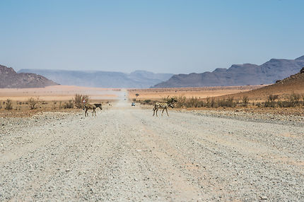 Attention aux zèbres à Sesriem, Namibie