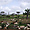 Un troupeau dans un paysage de brousse Africaine