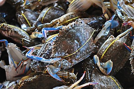 Kampot : Le crabe bleu et les challenges de la communauté de pêcheurs de  Trapeang Ropov