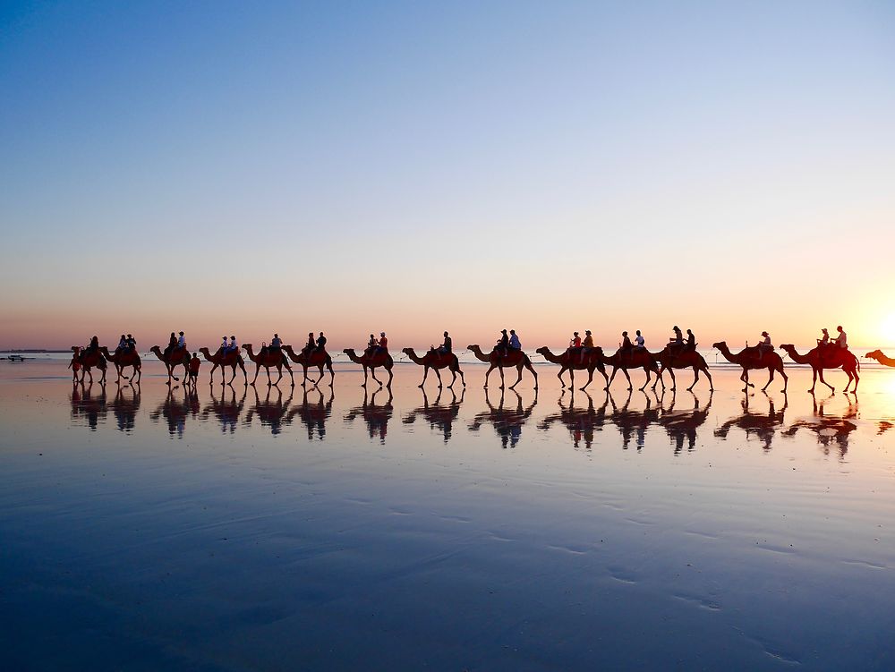 Les dromadaires de Cable Beach